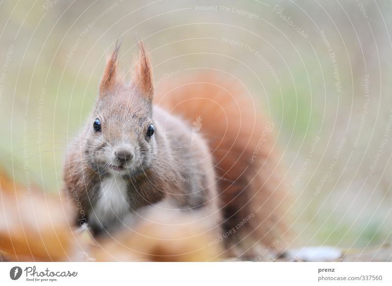 view Environment Nature Animal Wild animal 1 Brown Green Squirrel Looking Looking into the camera Colour photo Exterior shot Deserted Copy Space right Day