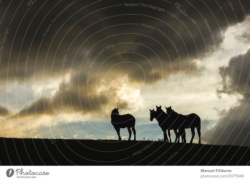 horses in the sunset Nature Animal Storm clouds Field Farm animal Horse 4 Observe Esthetic Elegant Fantastic Blue Brown Yellow Black White Warm-heartedness