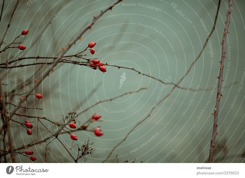 red berries, nature, melancholy Lifestyle Style Nature Winter Bad weather Plant Tree Leaf Twigs and branches Forest Rain Gloomy Hang Sadness Dark Cold Wet Brown