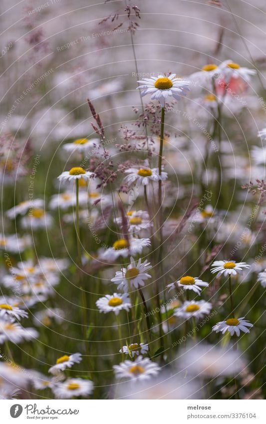 Marguerite meadows, summer meadow Elegant Style Design Nature Plant Summer Flower meadow daisy meadow Blossoming grasses petals Relaxation Dream Green Yellow