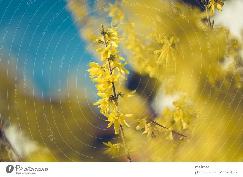 Forsythia with sky in the background Lifestyle Nature Plant Blossom Garden Hope Perspective Transience Colour photo Exterior shot Close-up Detail Deserted Light
