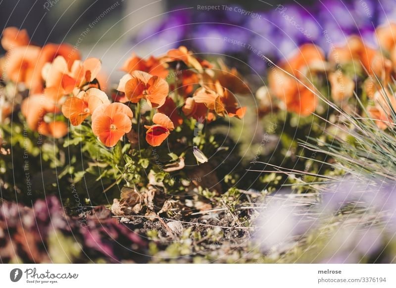 Pansy orange-purple Lifestyle Nature Plant Blossom Garden Hope Perspective Transience Colour photo Exterior shot Close-up Detail Deserted Light Shadow Contrast