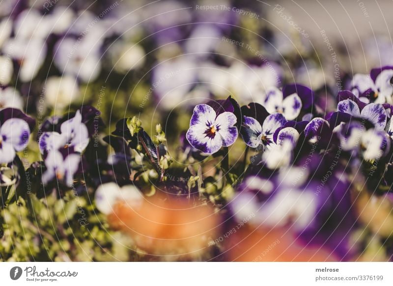 Pansy purple-white Lifestyle Nature Plant Blossom Garden Hope Perspective Transience Colour photo Exterior shot Close-up Detail Deserted Light Shadow Contrast