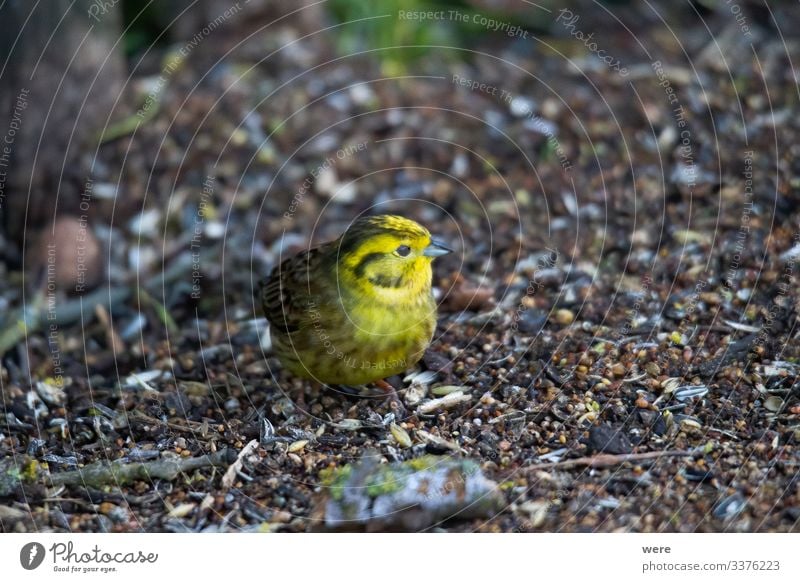 Yellowhammer looks for food on the forest floor Winter Nature Animal Wild animal Bird 1 Small Cute copy space cuddly cuddly soft feathers fly ground looking