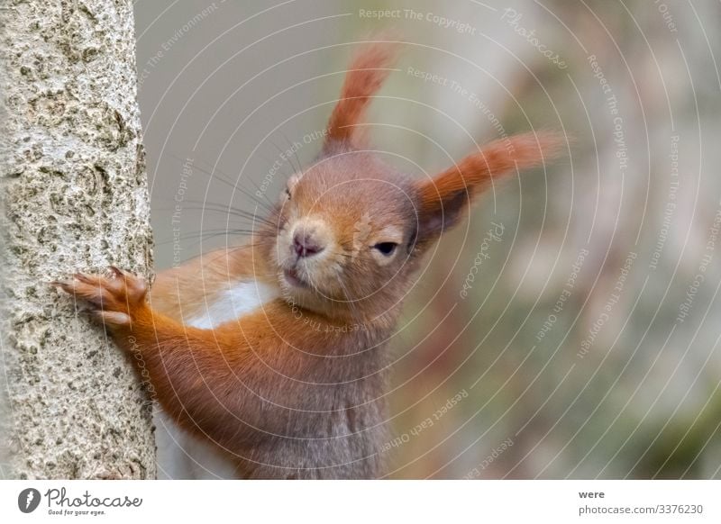 European brown squirrel Nature Animal Wild animal Squirrel 1 Cuddly Small Funny Cute Soft branch branches copy space cuddly soft european squirrel forest For