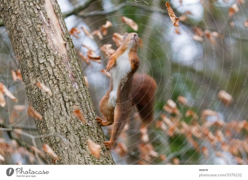 taken off | European brown squirrel i Nature Animal Wild animal Squirrel 1 Friendliness Cute Soft branch branches copy space cuddly cuddly soft