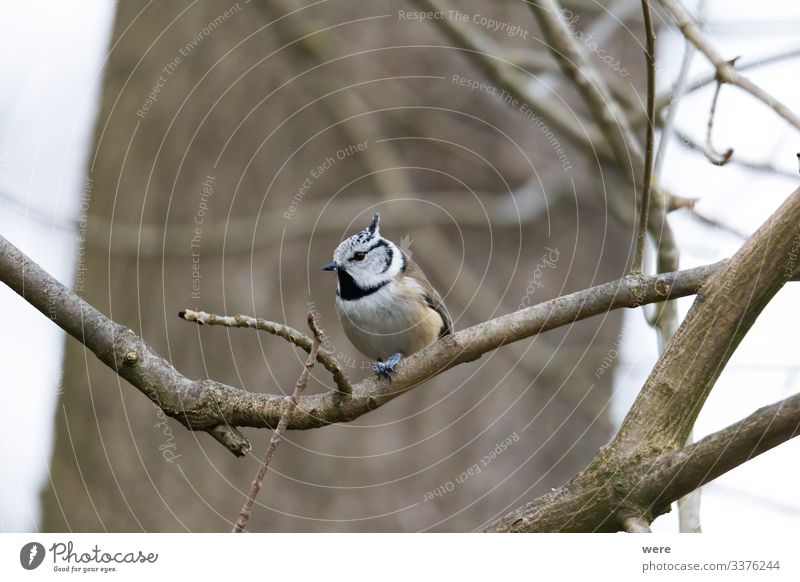 crested tit on a branch Winter Nature Animal Wild animal Bird Crested Tit Cool (slang) Exotic Small winter bird bird feeding branches cold copy space feathers
