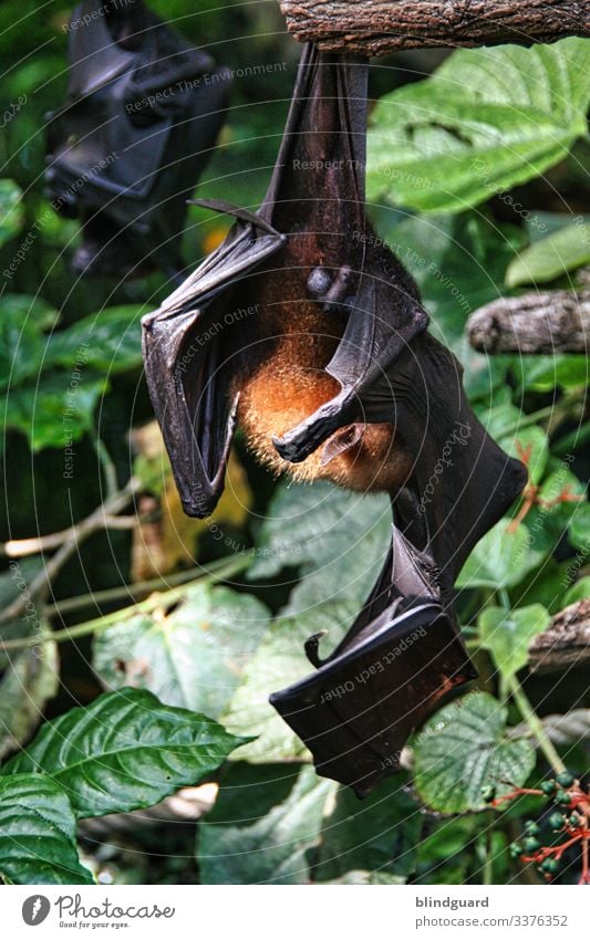 Bat Porn Exhibitionist a Royalty Free Stock Photo from Photocase 