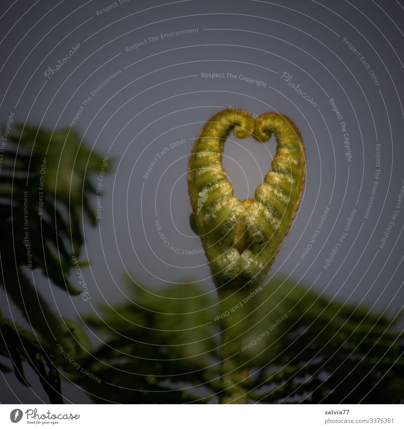 Fern heart Nature Plant Leaf Wild plant Growth Heart Heart-shaped Sincere Exceptional Colour photo Exterior shot Close-up Deserted Copy Space top Isolated Image