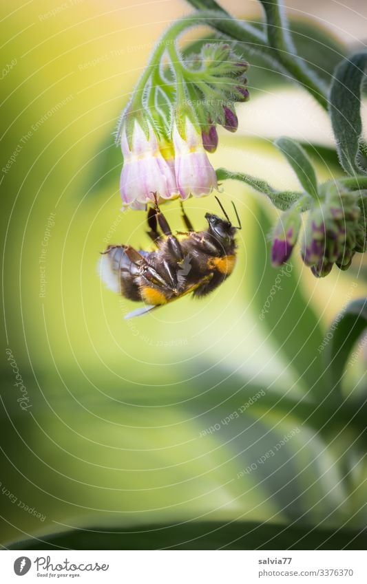 Bumblebee visits comfrey blossom Copy Space left Copy Space bottom Deserted Exterior shot Colour photo Isolated Image Nature Day Green Plant