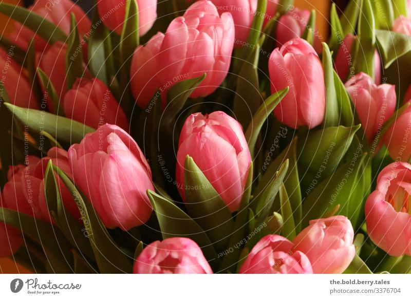 Tulips pink Plant Spring Flower Blossom Friendliness Happiness Fresh Beautiful Green Pink Joie de vivre (Vitality) Spring fever Optimism Life Colour Joy