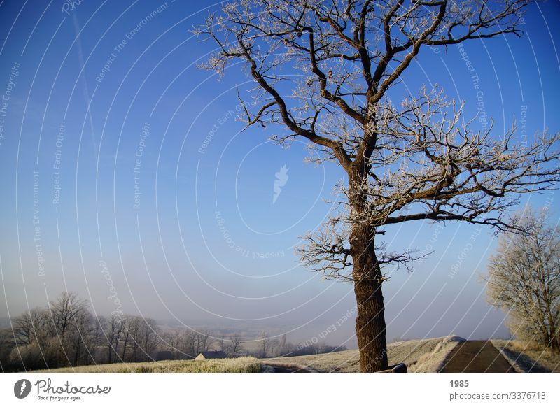 Tree in winter frost tree winter landscape Lanes & trails off Winter Frost Fog Shroud of fog Deserted chill Exterior shot Nature Weather White Colour photo