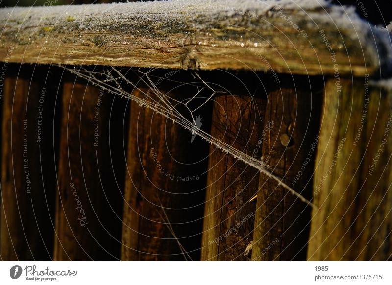 Spider's web frozen Frozen wood Colour photo Detail Exterior shot Deserted Close-up Nature Winter chill Frost Ice Pattern White Abstract Subdued colour Discover