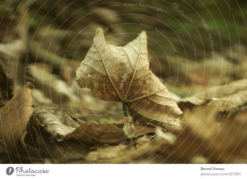 Last rebellion Nature Autumn Leaf Forest Old To dry up Dry Brown Gray Transience Autumn leaves Senior citizen Past Colour photo Exterior shot Day