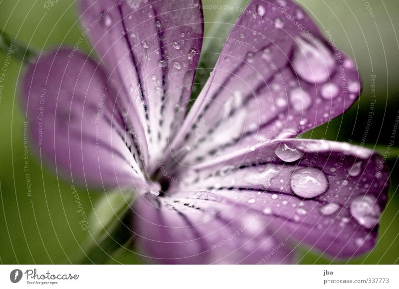 wet beauty Nature Plant Water Spring Summer Rain Flower Blossom Garden Blossoming Esthetic Wet Violet Drops of water Contrast Fresh Shallow depth of field Green