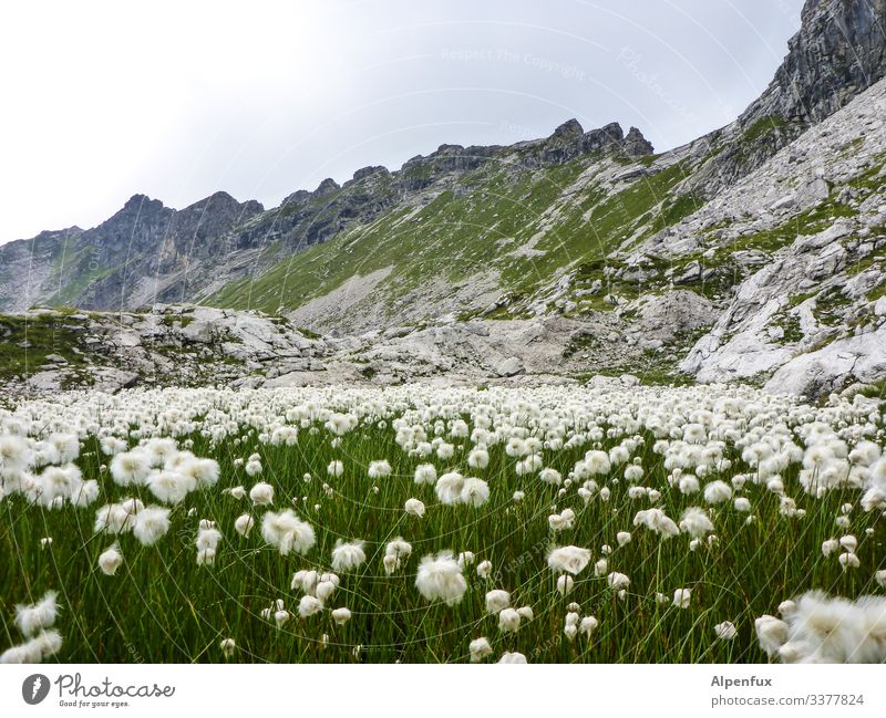 white flowers before mountains mountains flowers rocks summit white green Colour photo Exterior shot Alps Day Deserted Mountain Landscape Beautiful weather