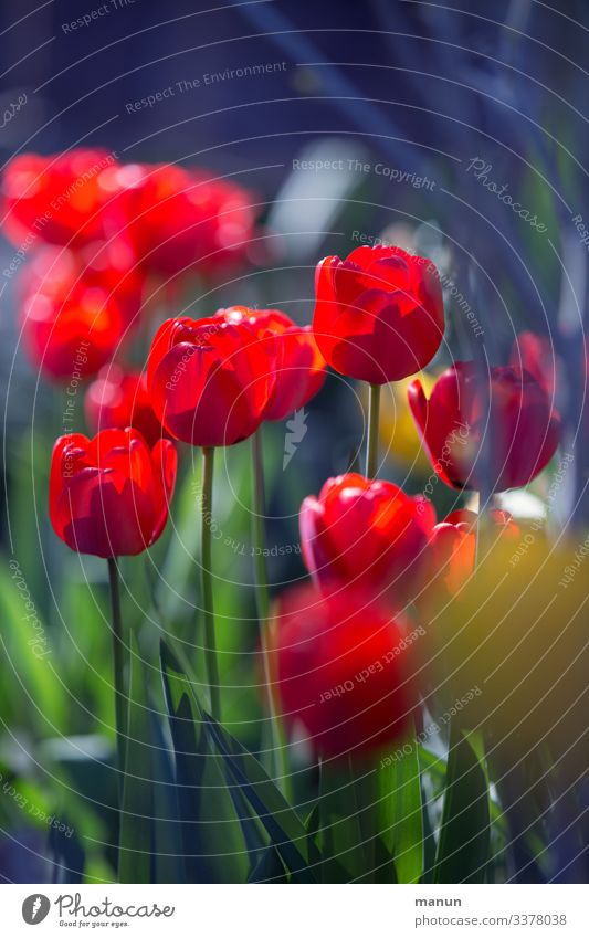 tulip flower Lifestyle Harmonious Relaxation Calm Garden Easter Spring Tulip Blossom Friendliness Fresh Natural Blue Green Red Spring fever Colour photo
