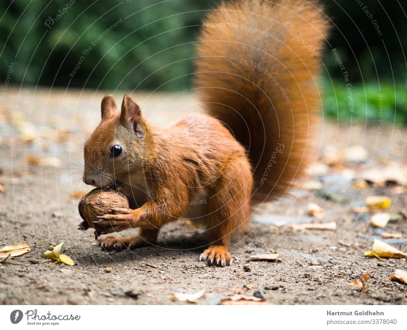 A squirrel holds a nut in his front paws. Walnut Nature Autumn Park Animal Wild animal 1 Squirrel Feed croissant Rodent Nut Tails sciurus Natural Pelt Brown Sit