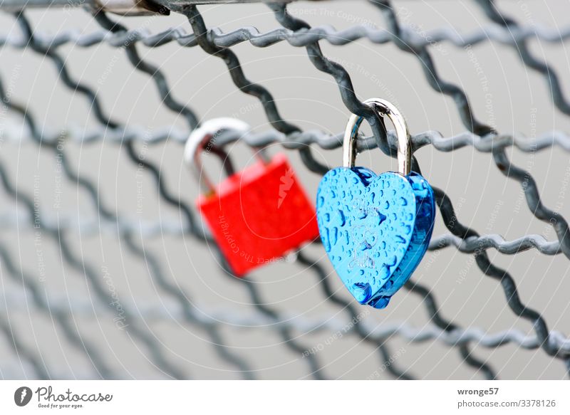 Love castles in the rain Locks Love padlock Heart-shaped Colour photo Red Blue Infatuation Romance Deserted Emotions Close-up Exterior shot Display of affection