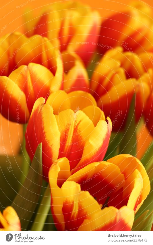 Tulips red-yellow Plant Spring Flower Blossom Friendliness Happiness Fresh Beautiful Yellow Green Red Joie de vivre (Vitality) Spring fever Optimism Life Colour