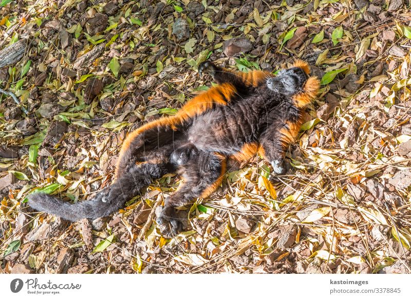 Lazy  red ruffed lamur lying on his back and catches the sun's rays relax cozy comfort rest animal warm adorable comfortable caching sunbathing sleeping cute