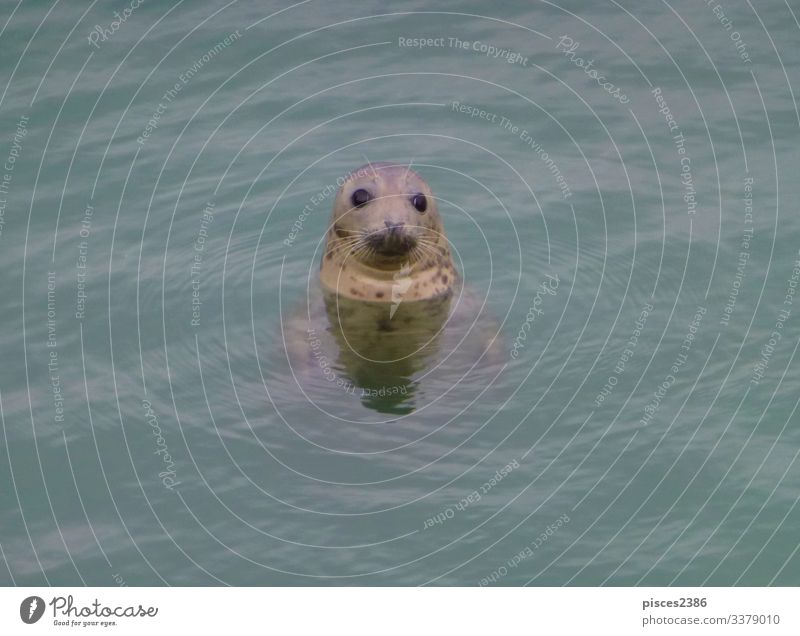 A seal looking out of the north sea Life Beach Nature Sand Looking animal aquatic big black Born breeding carnivorous cuddly cute eco ecology fin-footed harbor