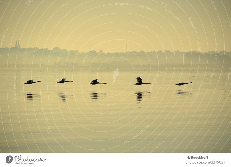 5 swans in formation early in the morning before sunrise on the Baltic Sea Summer Ocean Aquatics Sailing Environment Nature Landscape Water Sunrise Sunset Coast