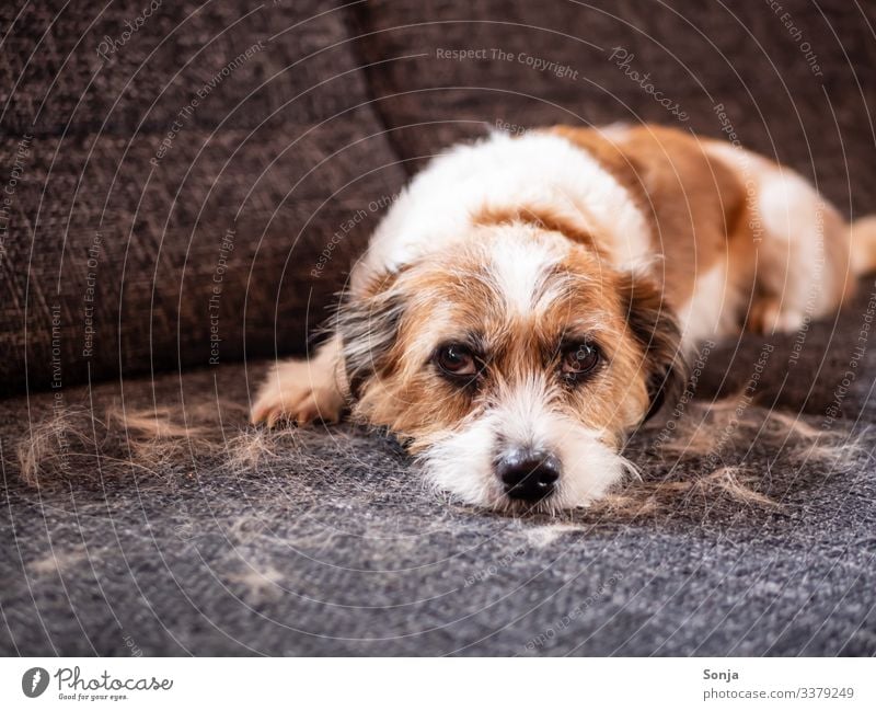 Dog amidst loose hair on a sofa Animal Pet Animal face Pelt Dog eyes 1 Sofa Lie Looking Small Cute Love of animals Orderliness Cleanliness Fatigue Disaster
