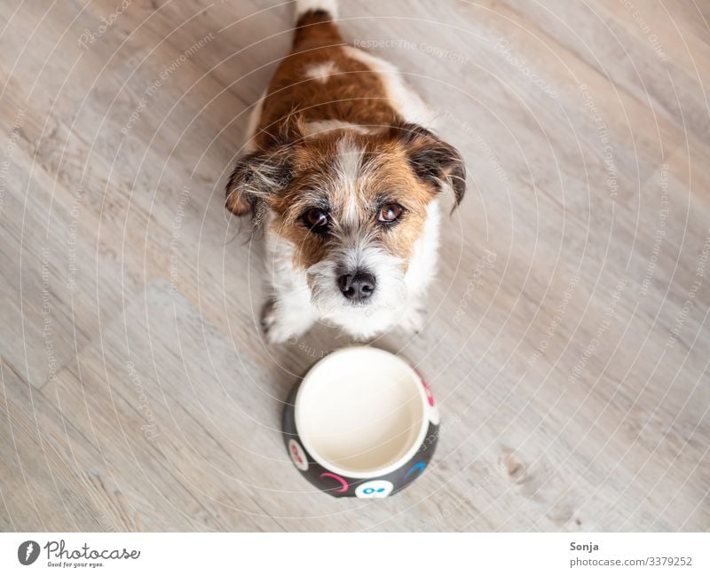 Hungry dog in front of an empty dog bowl Animal Pet Dog Animal face Pelt Dog eyes 1 Food bowl Diet To feed Anticipation Love of animals Appetite Concern Empty