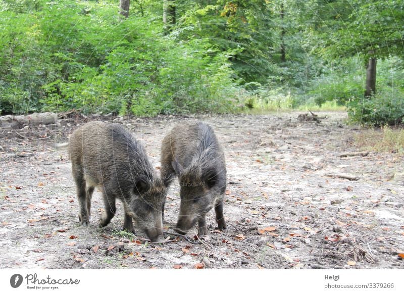 two young wild boars search for food on the forest floor Environment Nature Landscape Plant Animal Earth Summer Tree Bushes Forest Woodground Wild animal