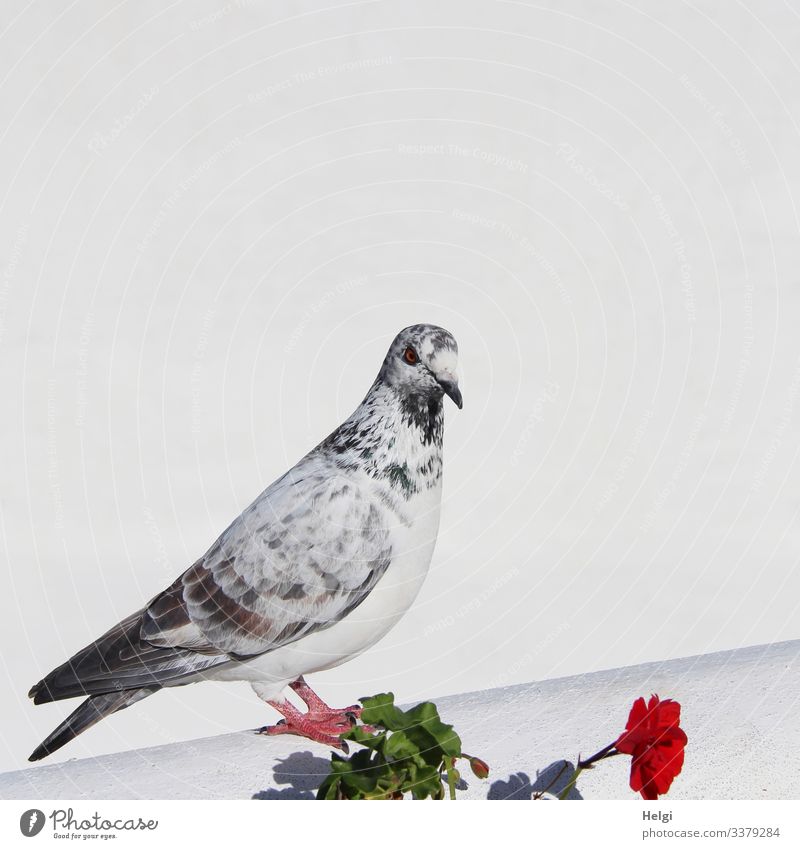 Dove sitting on a wall against a white background Flower Leaf Blossom Wall (barrier) Wall (building) Animal Pigeon 1 Blossoming Looking Stand Uniqueness Gray