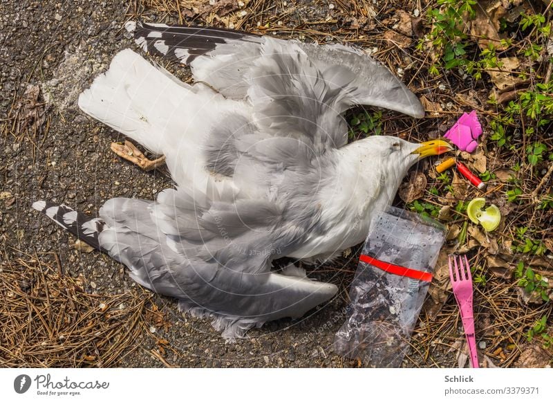 A bird's eye view of a dead seagull and plastic waste Dead animal Seagull 1 Animal Disgust Multicoloured Environmental pollution microplasty Trash cadaverous