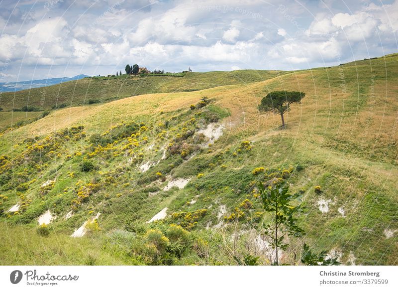 Tuscany vastness tuscany Italy italy Green wide Europe Tourism voyage Vacation & Travel Colour photo Exterior shot Deserted Landscape Summer Idyll Hill Nature