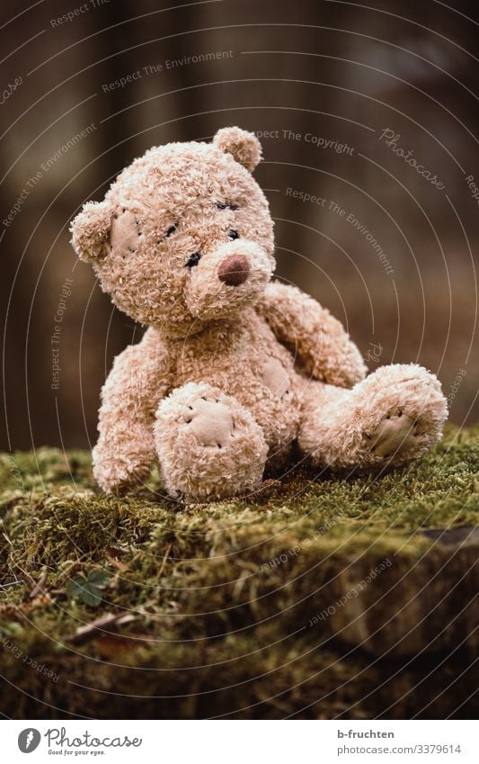 Teddy bear in the forest Playing Nature Autumn Tree Moss Forest Discover Sit Wait Cuddly Small Safety (feeling of) Individual Loneliness Figure Doomed