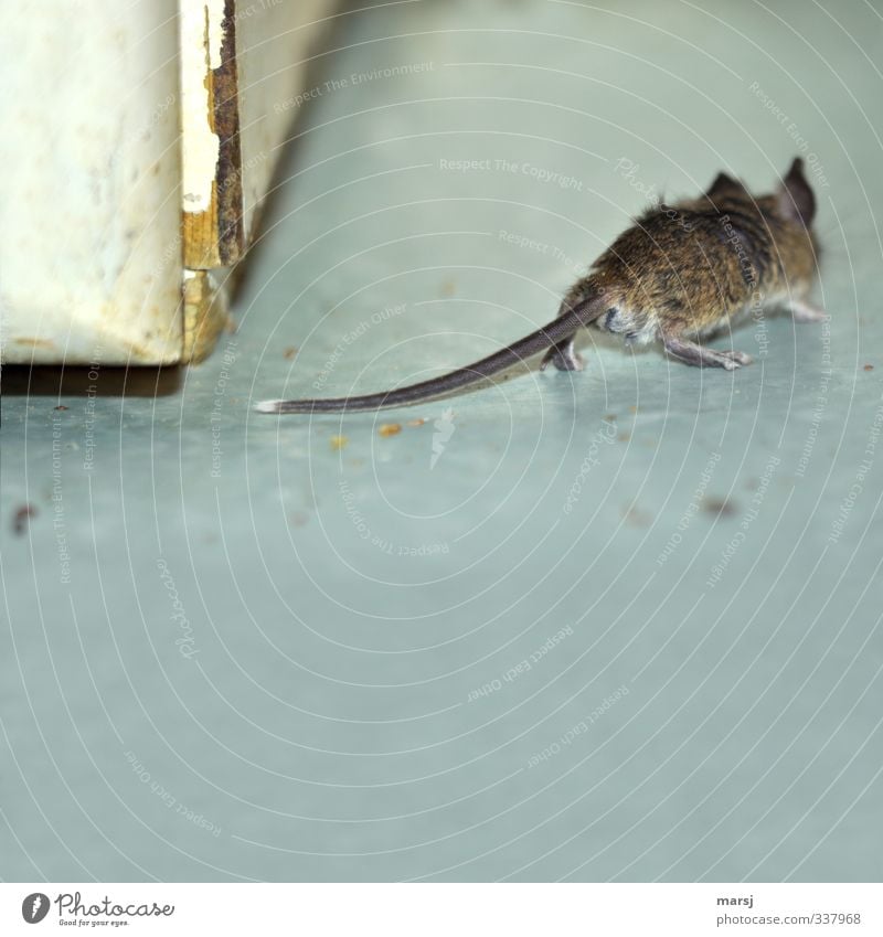 Run, Kurti run!!! Animal Pet Mouse 1 Walking Disgust Creepy Gray Colour photo Subdued colour Interior shot Deserted Copy Space bottom