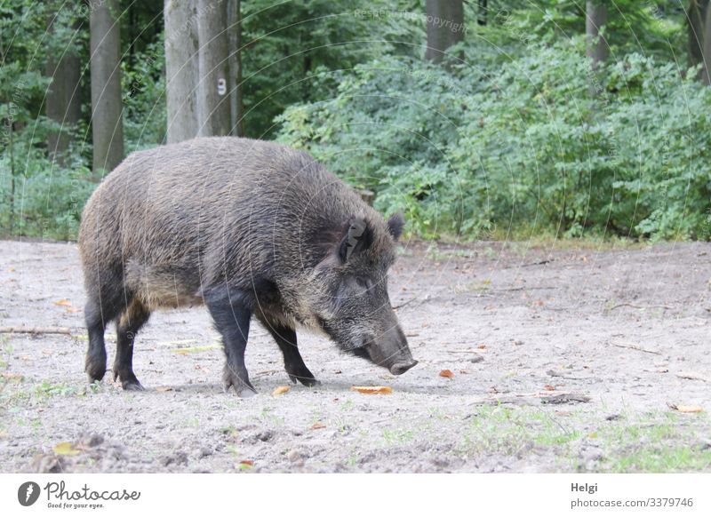 Wildschwein sucht Futter am Waldboden Umwelt Natur Landschaft Pflanze Tier Erde Sommer Baum Sträucher Wildtier Fressen stehen außergewöhnlich natürlich braun