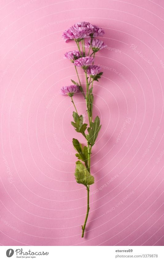 Purple chrysanthemum and petals on purple background beautiful beauty bloom blooming blossom bouquet branch bud cherry daisy decoration floral flower flowers