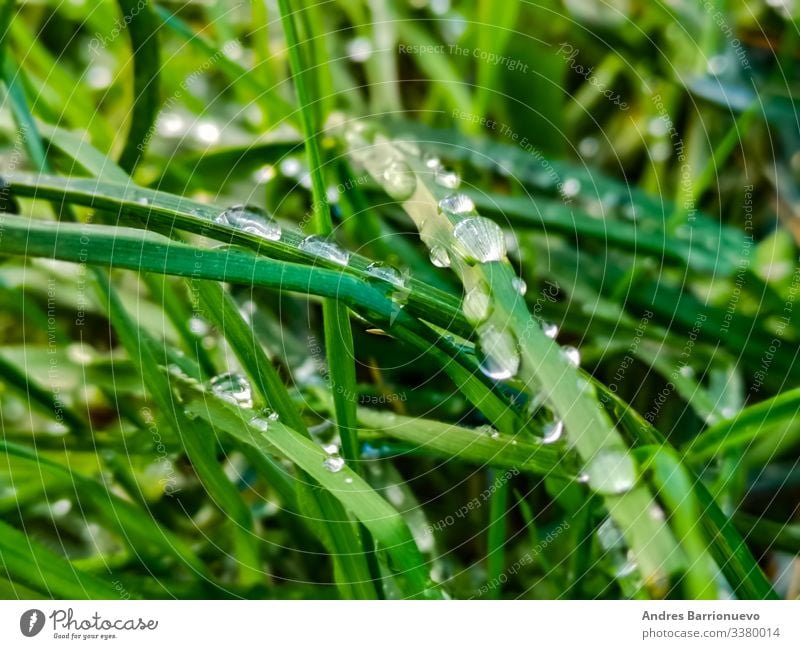 Garden Environment Nature Plant Rain Grass Meadow Sphere Drop Glittering Growth Fresh Bright Wet Green Purity Colour water Lawn Condensation Lush Dew