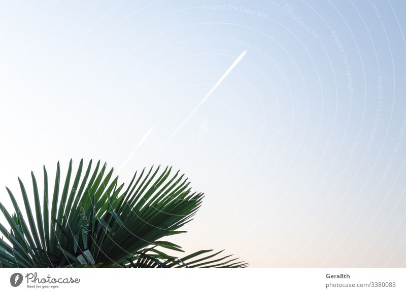 Nature Plant Sky Leaf Line Fresh Bright Natural Clean Blue Green White Colour background Story gradient plane Airplane takeoff trace Tropical Abstract