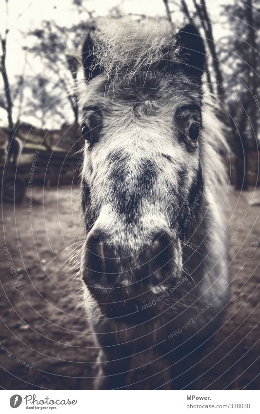jonny Animal Farm animal 1 Old Gloomy Town Gray Horse Horse's head Mane Nostrils Pasture Pelt Pony Subdued colour Exterior shot Close-up Deserted