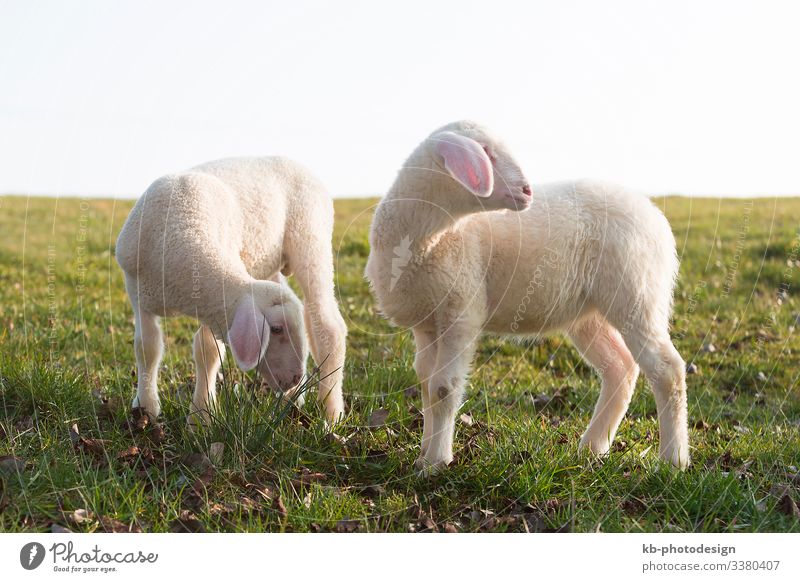 Two young lambs on a meadow Nature Animal Farm animal Lamb Sheep To feed lamps animals wool easter Easter Lamb Shave natural mammal sun sunlight springtime