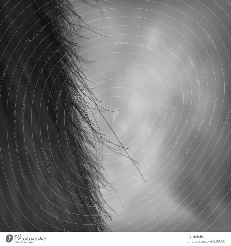 Horse (flea perspective) Nature Animal Pet Pelt Black Hair colour Coat color Coat care Macro (Extreme close-up) Black & white photo Black-haired Growth