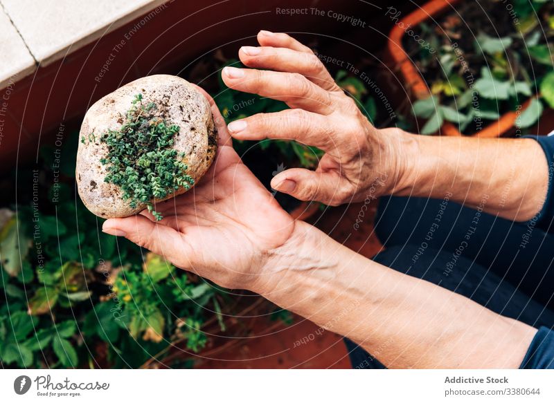 Unrecognizable female gardener showing decorative plant woman stone rock hobby senior elderly demonstrate small organic creative horticulture flower occupation