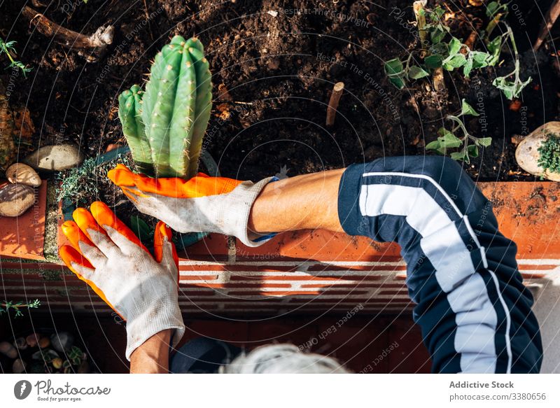 Faceless female gardener caring about plants in garden care woman glove rake cactus botany pot grow hobby flowerpot floral water green environment organic