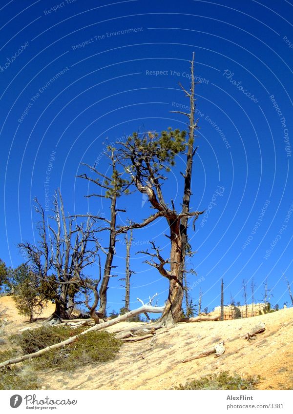 semi-dry Tree Dry Death Branch