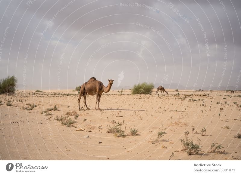Herd of camels pasturing in desert pasture graze herd eat feed herbivore climate breed terrain mountain animal nature mammal wildlife livestock environment dry