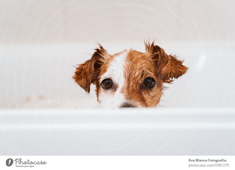 cute lovely small dog wet in bathtub, clean dog. Pets indoors jack russell shower home brown funny animal bathroom soap background purebred hygiene healthy