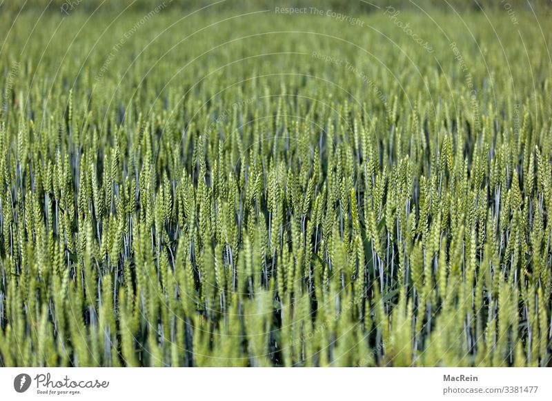 Environment Nature Landscape Plant Summer Foliage plant Field Green Grain field Agriculture Cornfield Rye Wheat Barley Colour photo Exterior shot Deserted