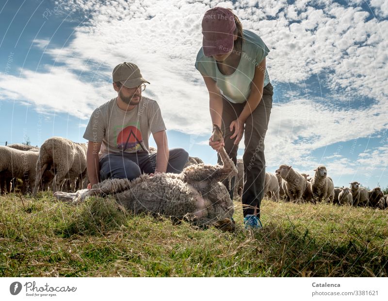 Sheep herd pedicure Nature Sky Clouds animals sheep Herd herd animals Flock Group of animals Farm animal Wool Grass Meadow Hooves persons Day daylight