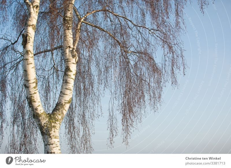 Detail of a weeping birch in front of a blue sky Environment Nature Sky Beautiful weather Plant Tree bark Treetop Hang Esthetic Exceptional Friendliness
